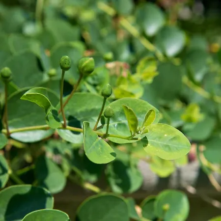 Maison Twentyfive Ischia