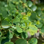 Maison Twentyfive Ischia