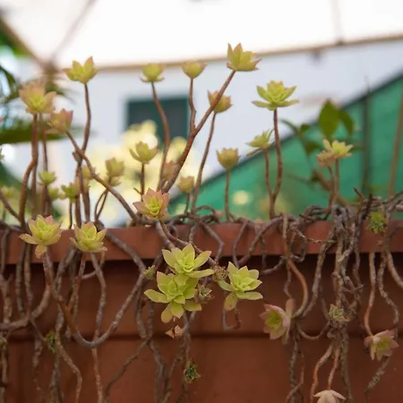 Nocleg ze śniadaniem Maison Twentyfive Ischia