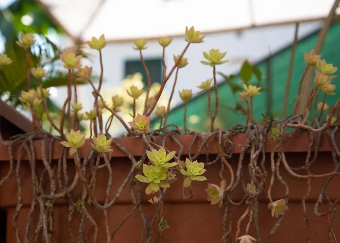 住宿加早餐酒店 梅森二十五住宿加早餐旅馆 伊斯基亚