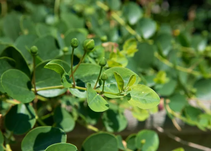 梅森二十五住宿加早餐旅馆 伊斯基亚