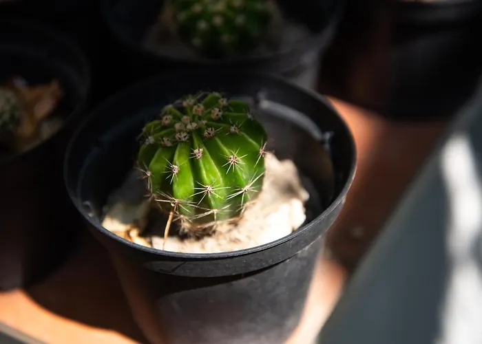 梅森二十五住宿加早餐旅馆