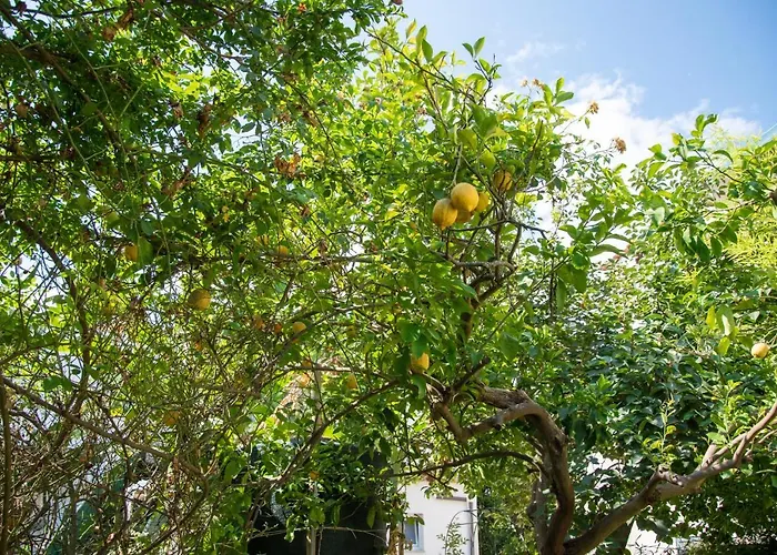 梅森二十五住宿加早餐旅馆 伊斯基亚